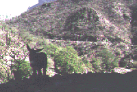 On the road to Batopilas