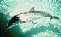 dolphin 1